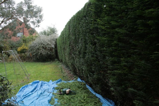 Hedge-pruning-services
